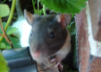 scamper